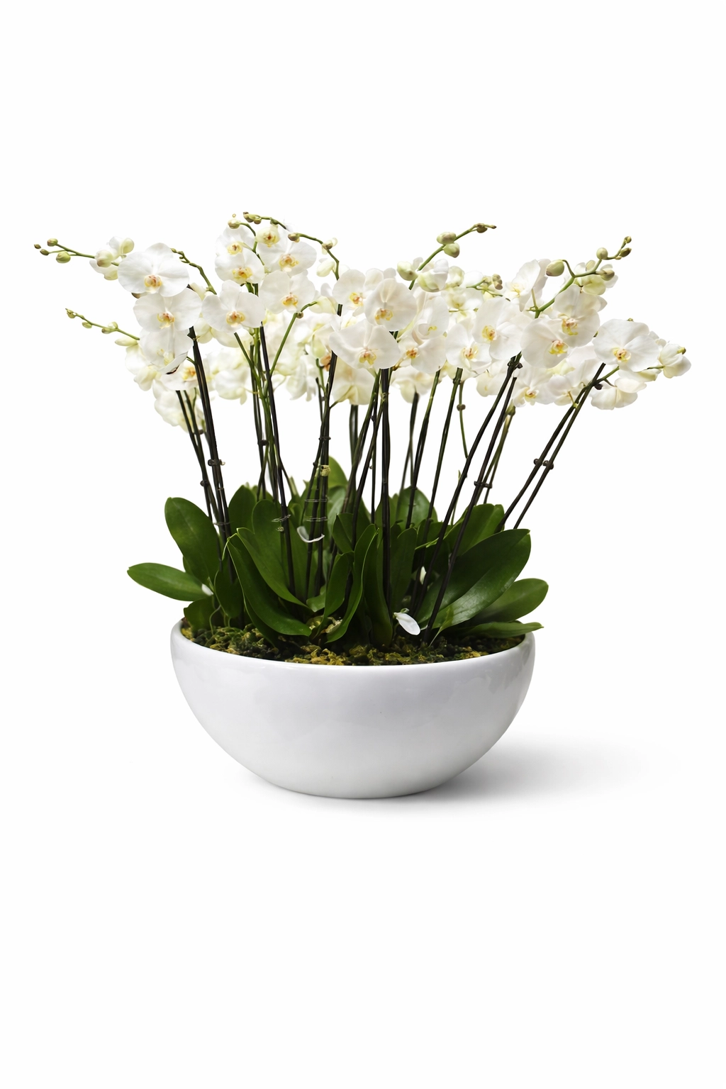 Türkbükü Çiçek Siparişi | Aynı Gün Teslimat & Lüks Tasarım Buketler